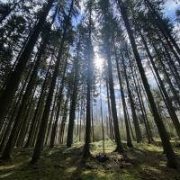 Avondzon in het bos